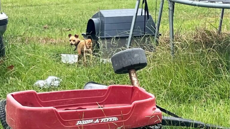 Starving Dog Spent Months Chained To Old Trampoline