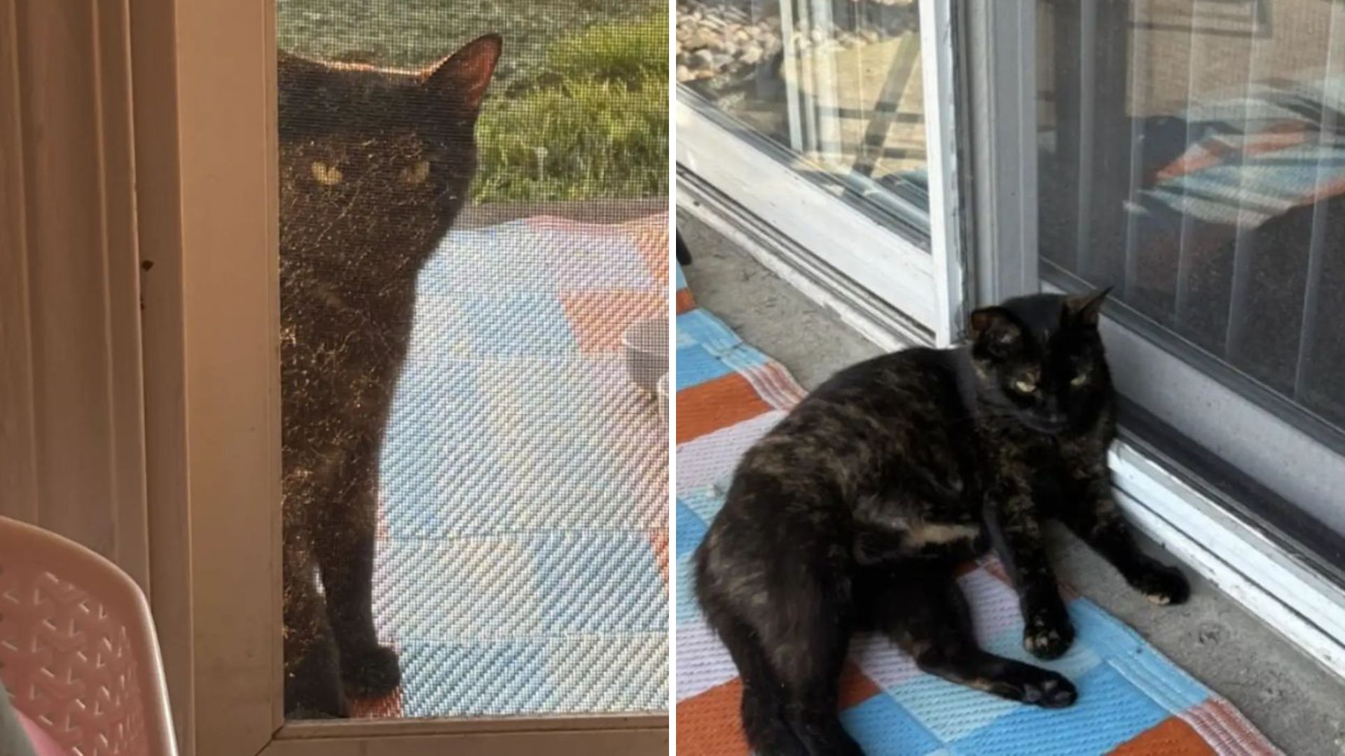 Stray Cat Knocks On Couple’s Door In Michigan