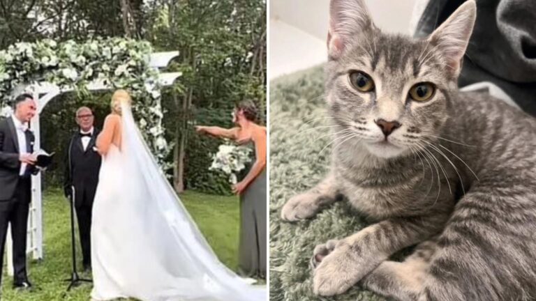 Stray Cat Steals The Spotlight At New York