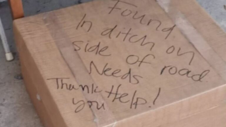 Tennessee Woman Witnesses A Disturbing Scene As Car Dumps A Box