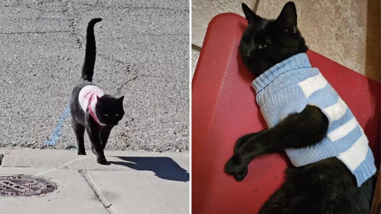 Texas Family Confused When Their Cat Starts Coming Home