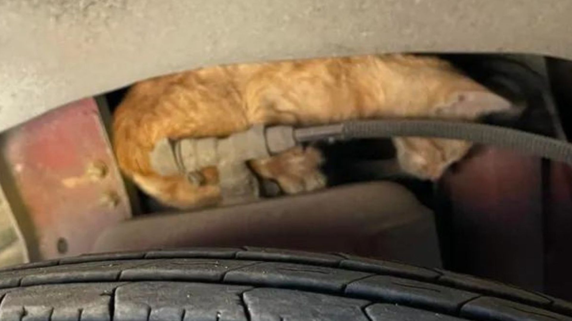 Texas Man Follows Mysterious Cries From Bus