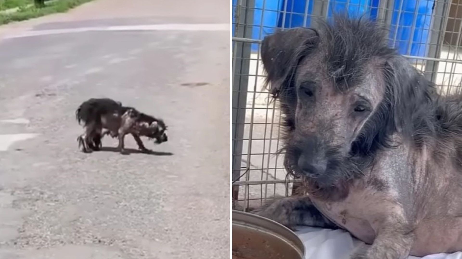 Texas Rescuers Moved To Tears After Discovering Devastated Dog