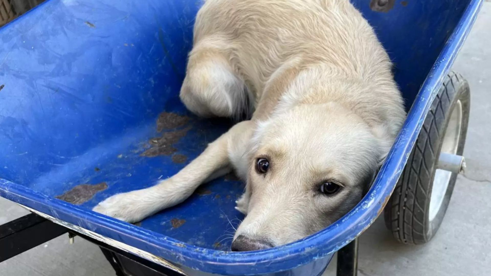 Texas Shelter Dog Found In Wheelbarrow