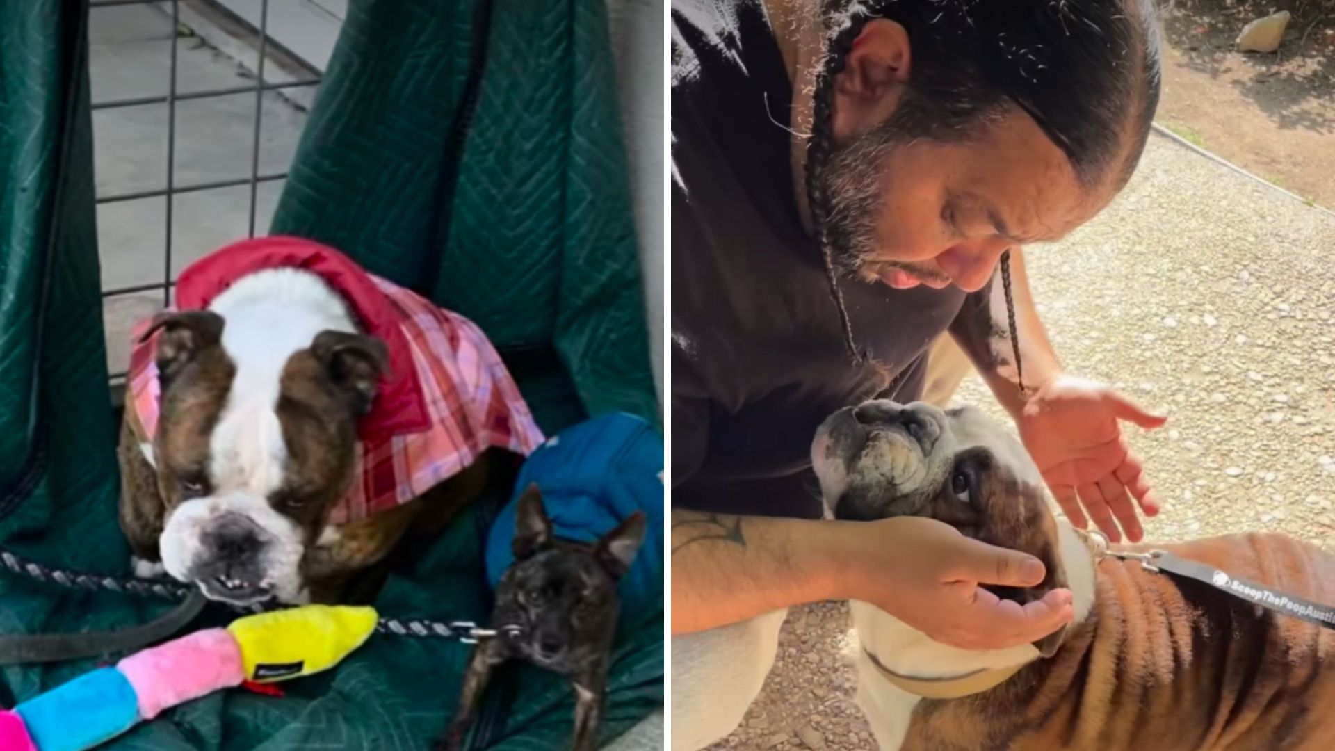 Texas Shelter Staff In Shock After Discovering The Identity Of A Bulldog