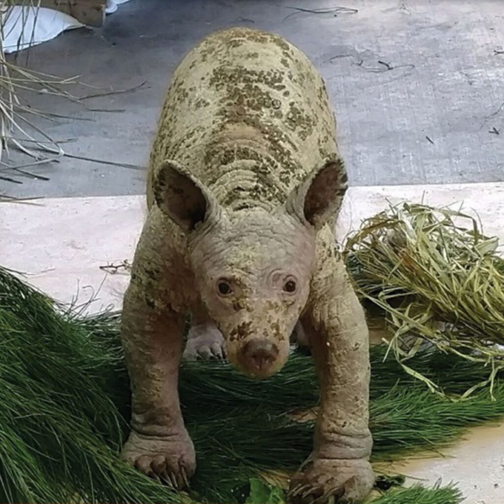 The bald bear is standing