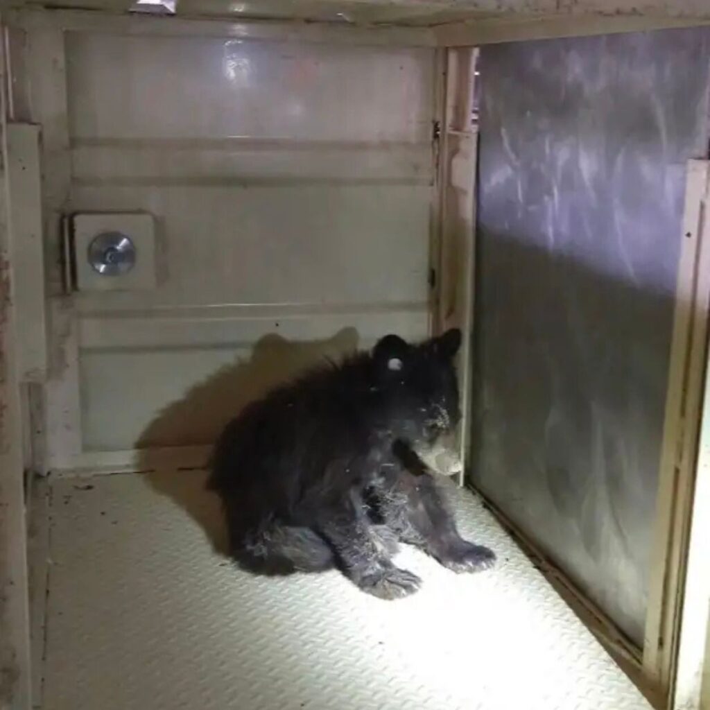 The bear cub is sitting