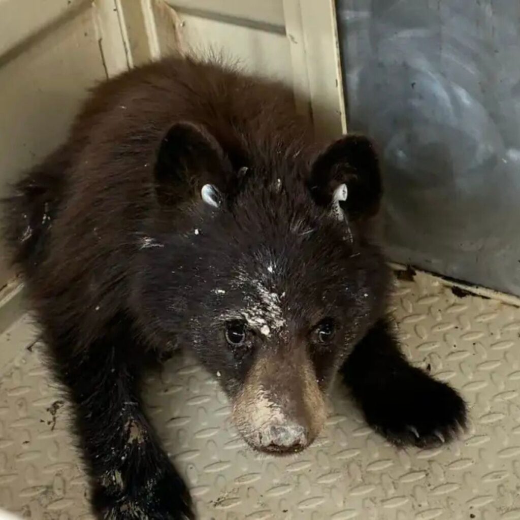 The bear cub took a stand