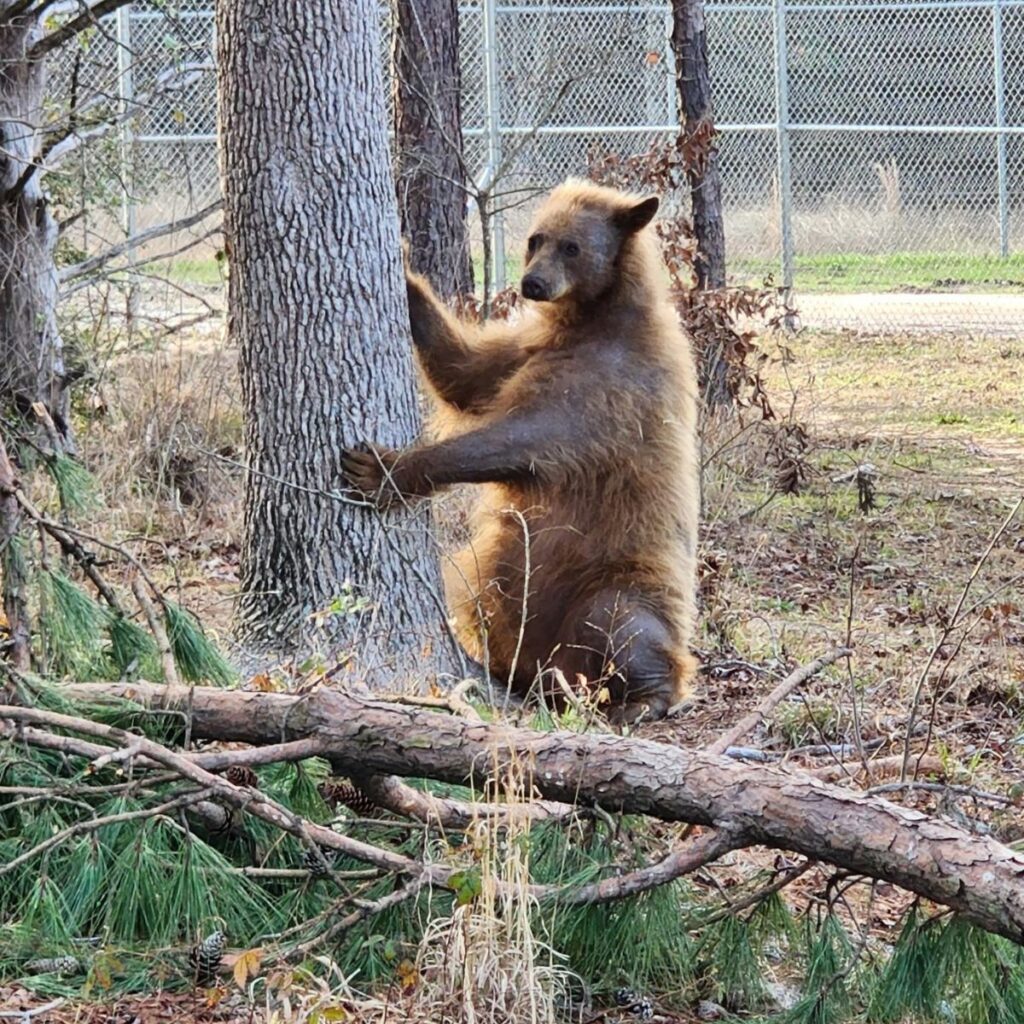 The bear is climbing a tree