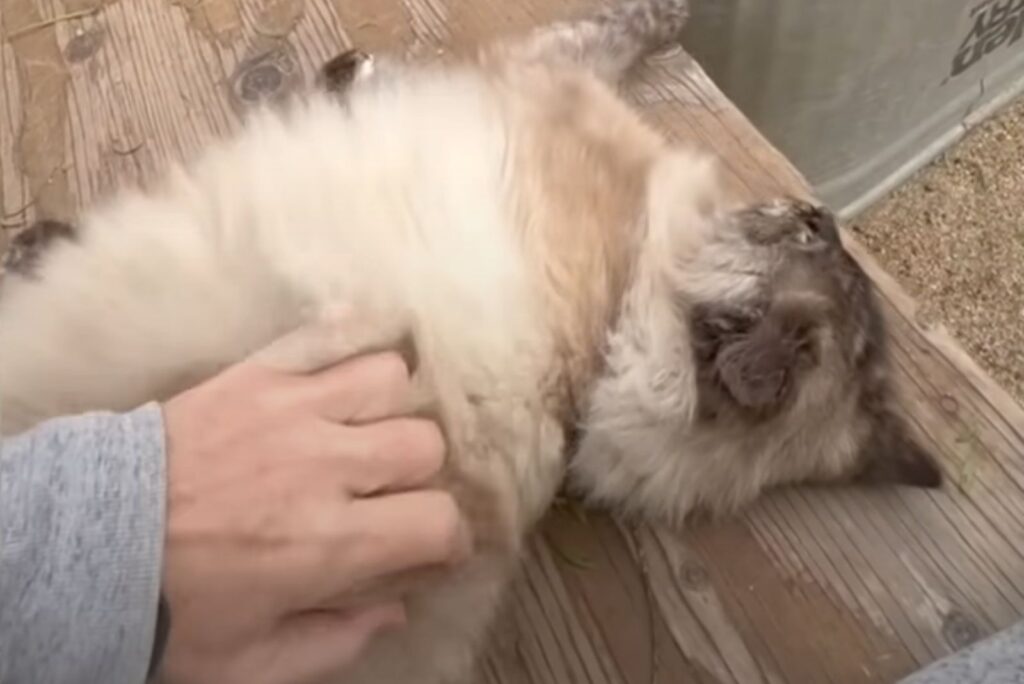 The brown cat enjoys being petted