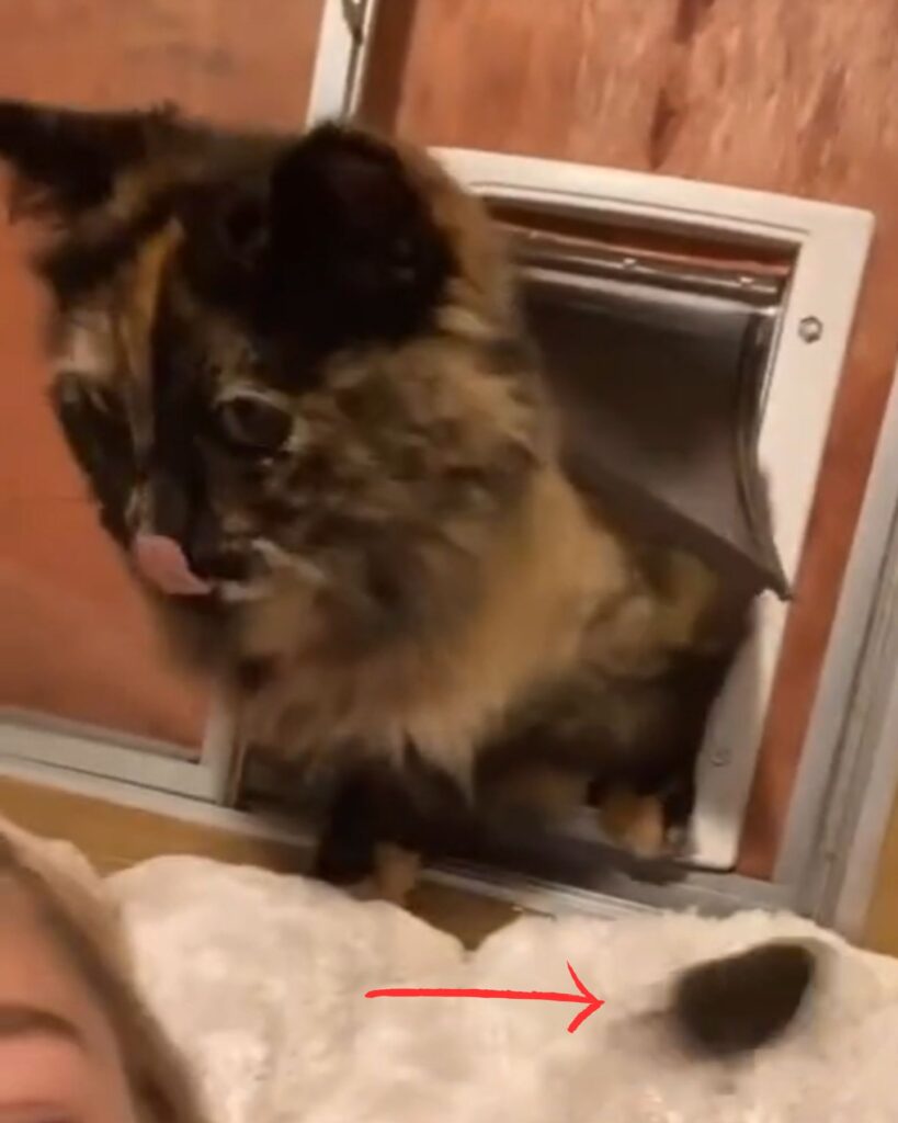 The cat comes in through the window and licks itself
