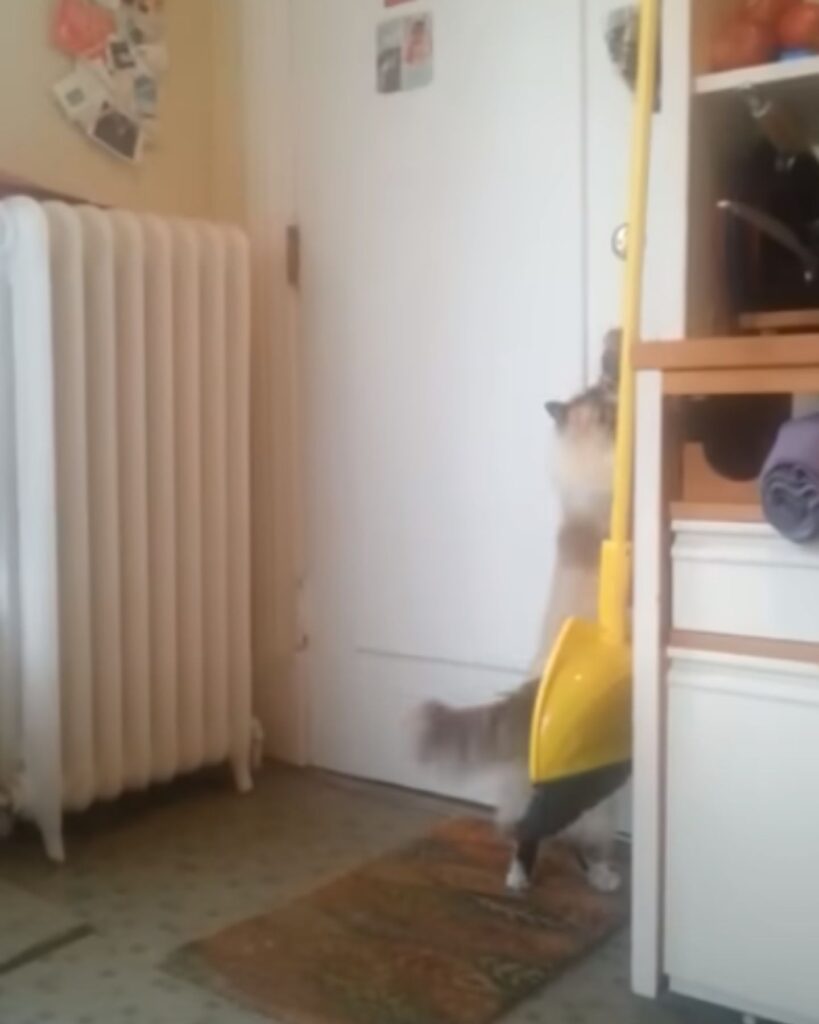 The cat is climbing the closet