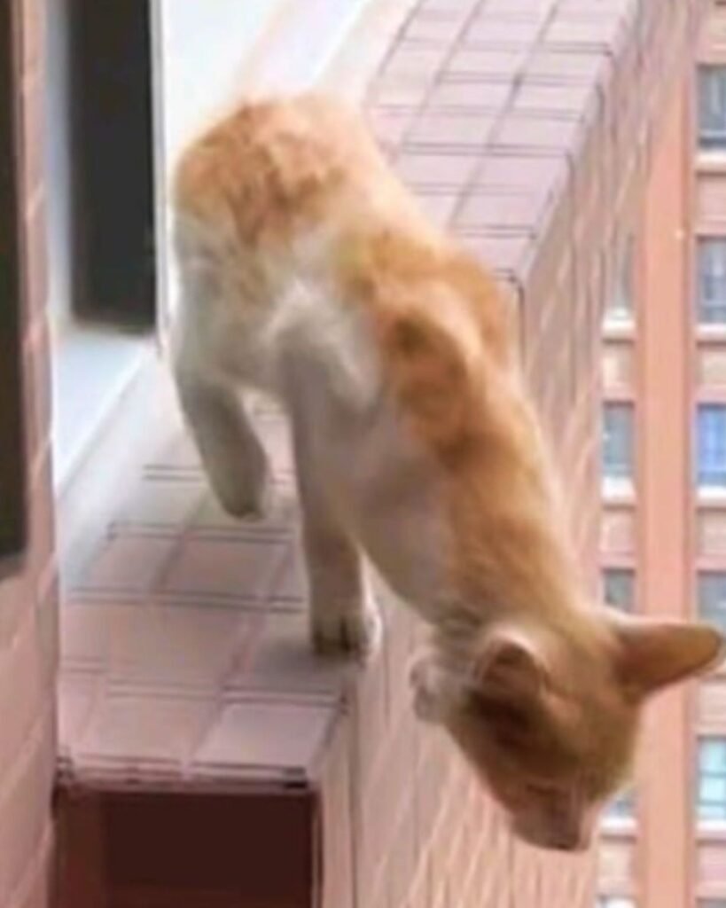 The cat is coming down from the wall