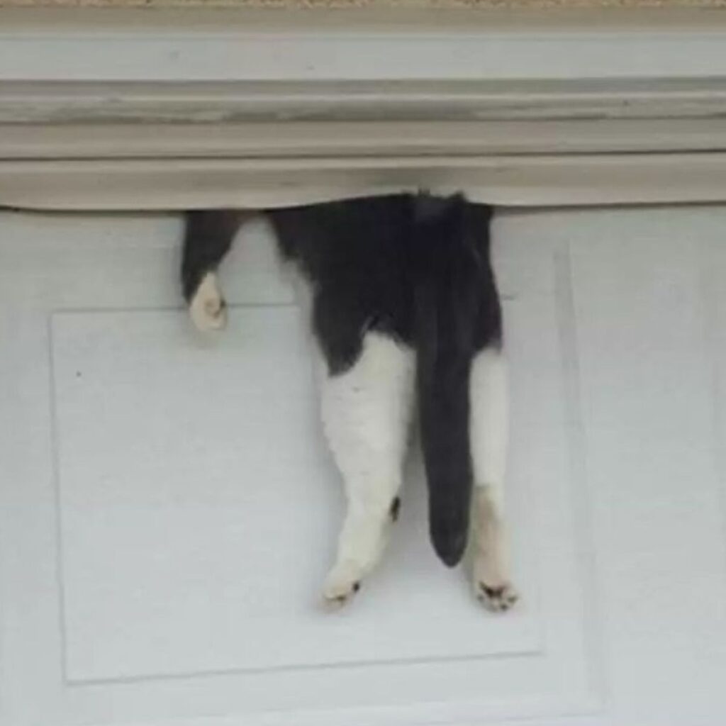 The cat is hanging on the door