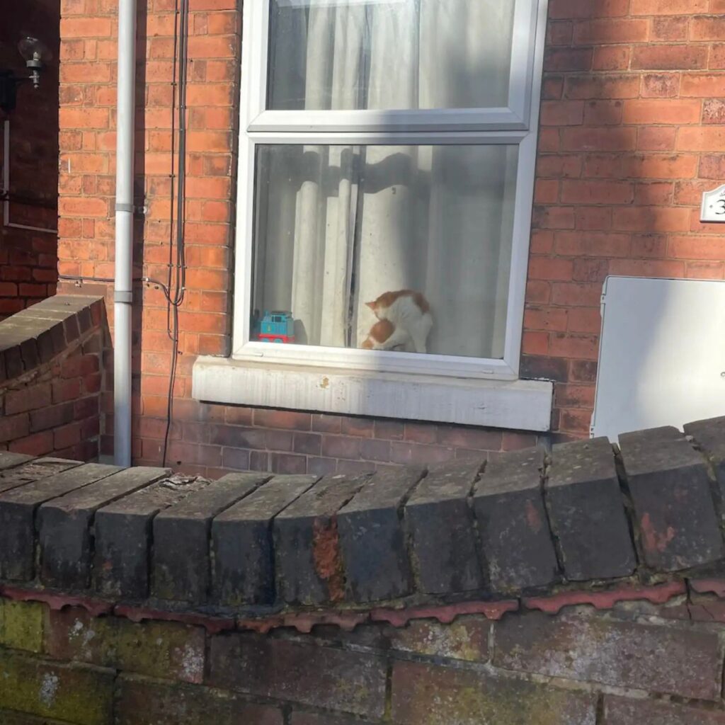 The cat is licking itself by the window