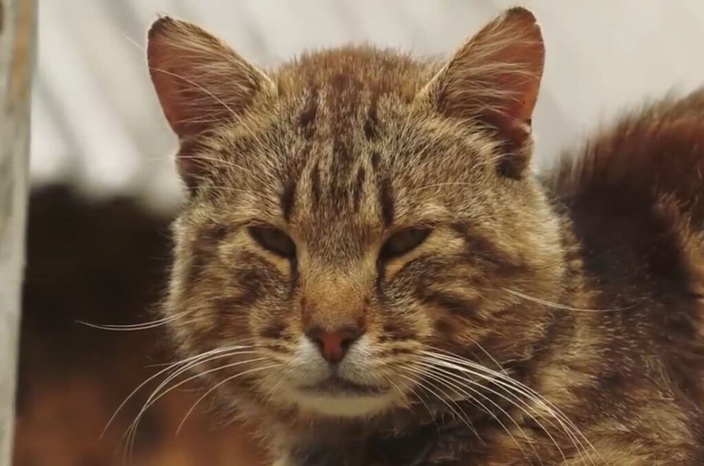 The cat is looking ahead