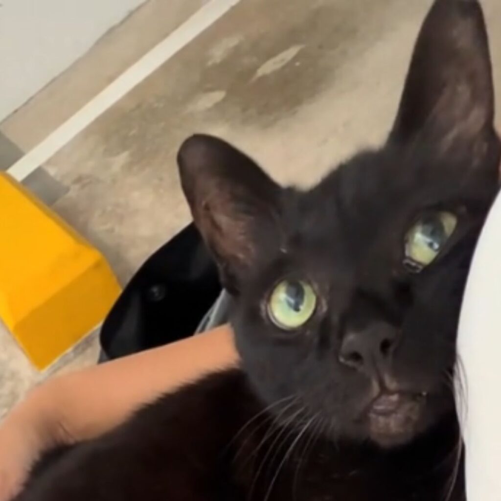 The cat is looking and lying down