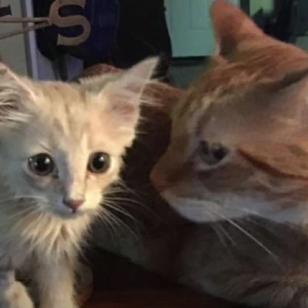 The cat is looking at the little kitten