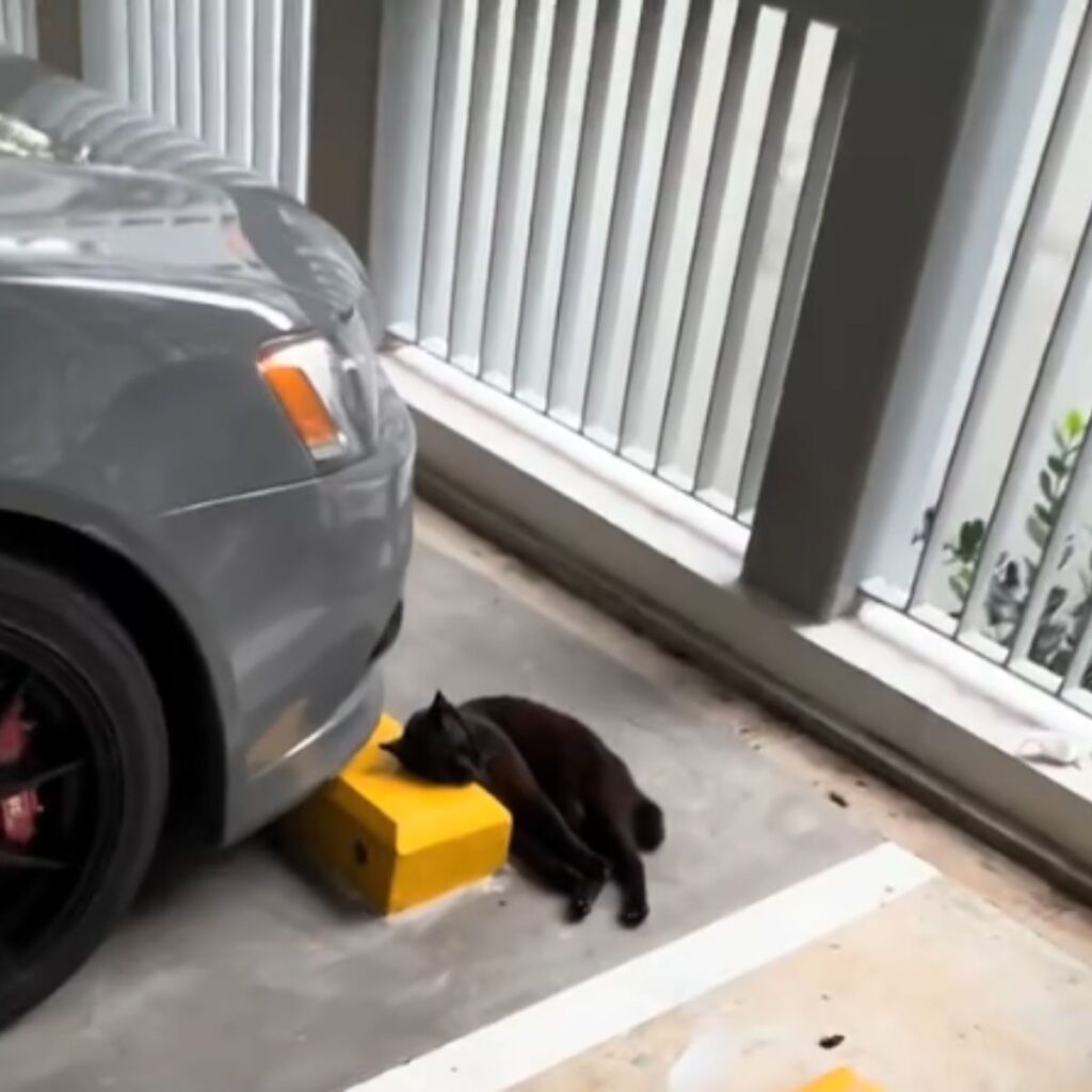 The cat is lying next to the car