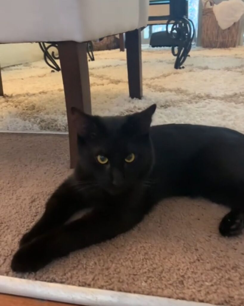 The cat is lying next to the chair.