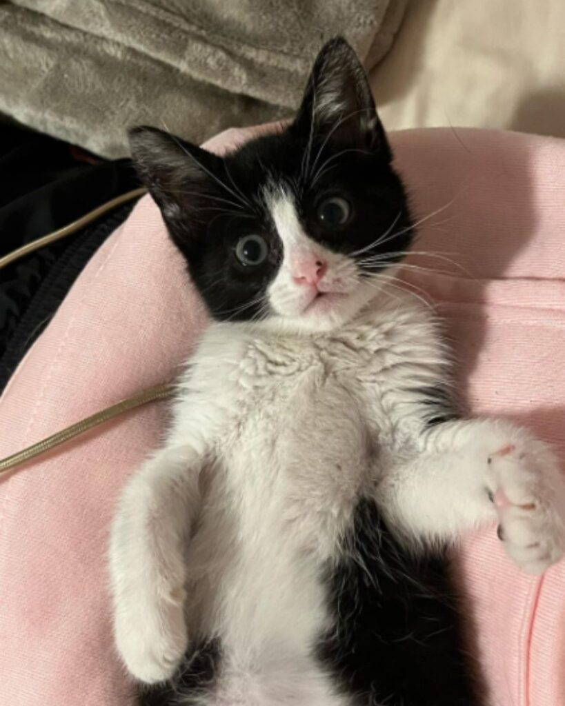 The cat is lying on a pink pillow