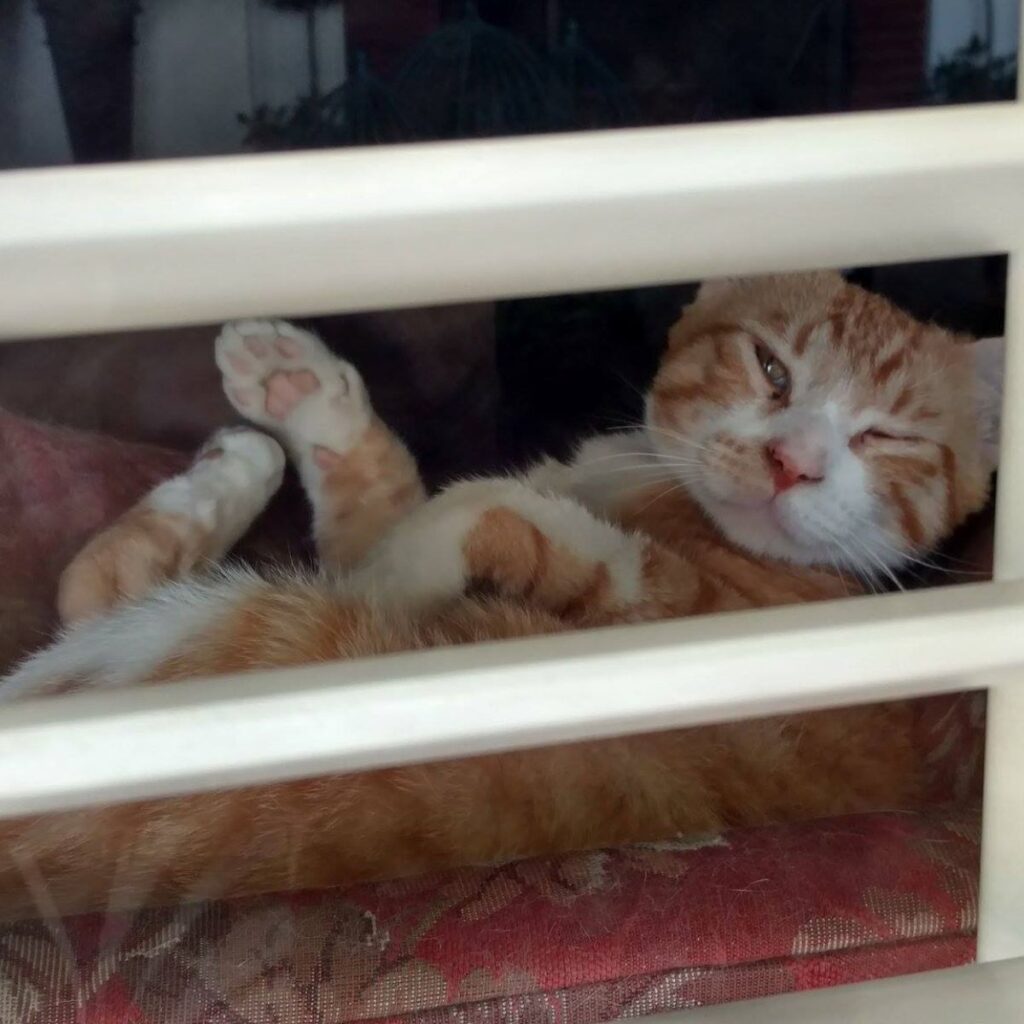 The cat is lying on its back