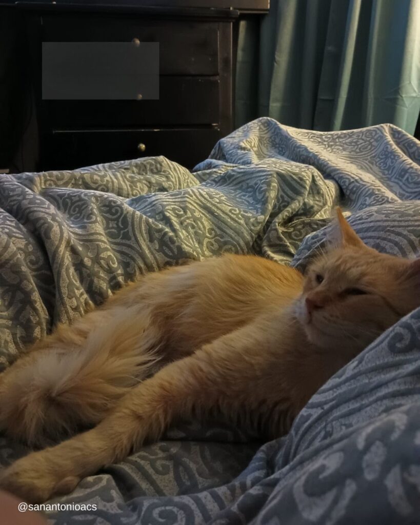 The cat is lying on the bed