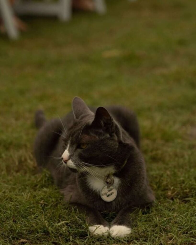 The cat is lying on the grass and looking to the side