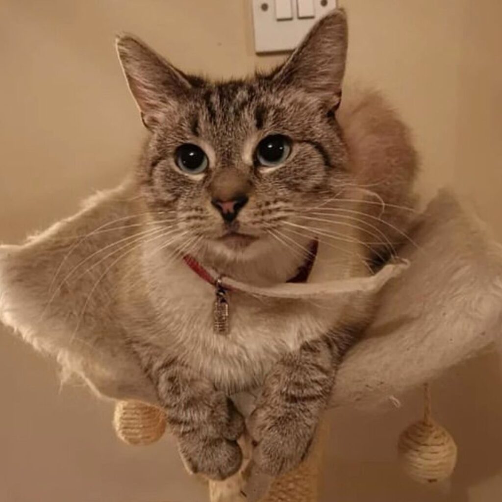 The cat is lying on the scratching post