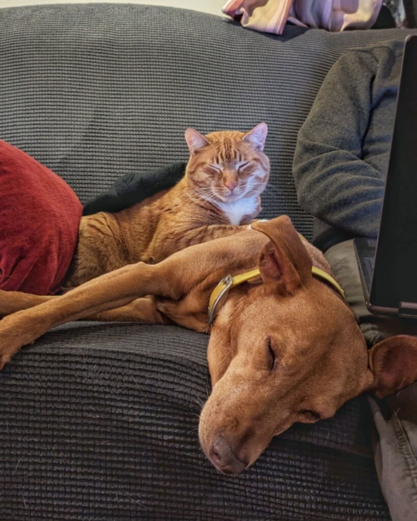 The cat is lying on the sleeping dog