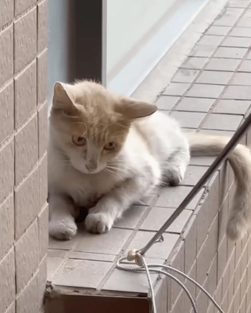 The cat is lying on the wall