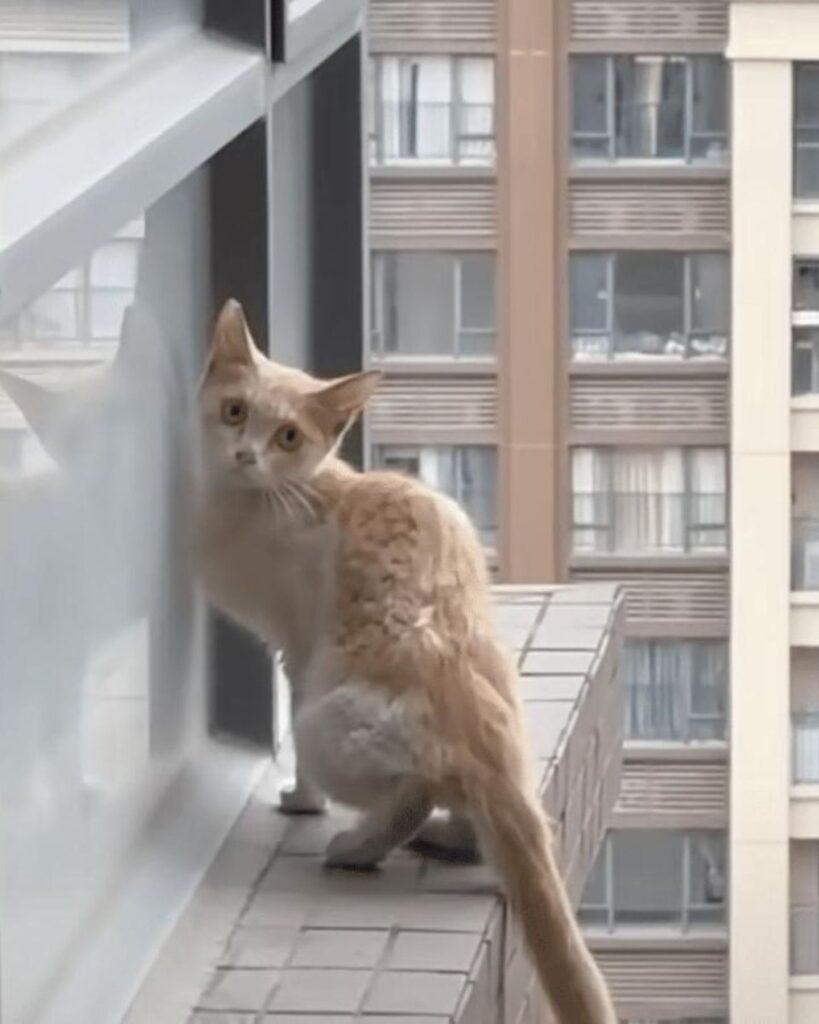 The cat is lying on the wall and climbing up from the window