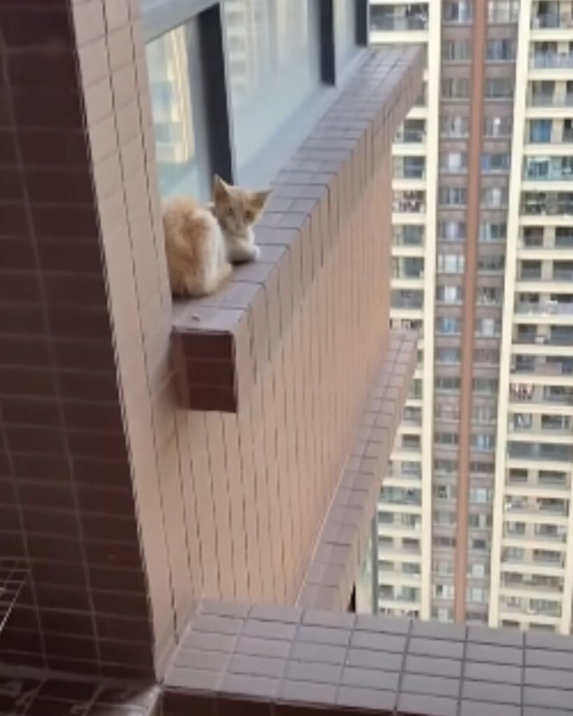The cat is lying on the window sill