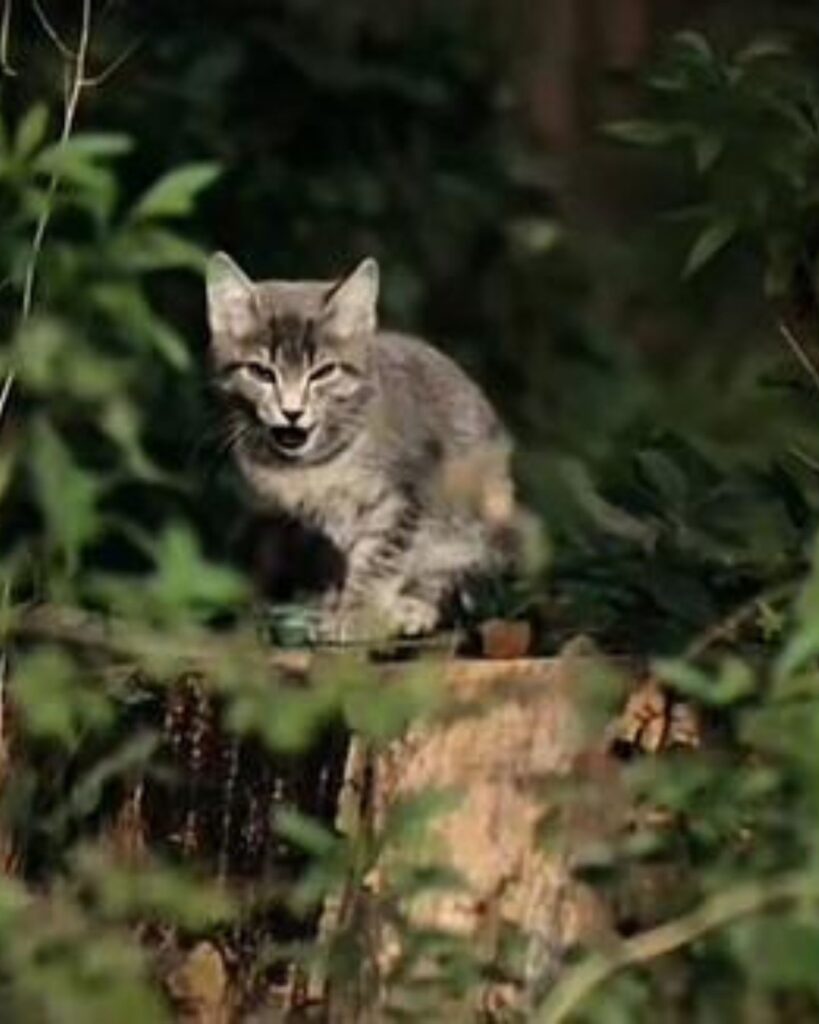 The cat is meowing in the tree