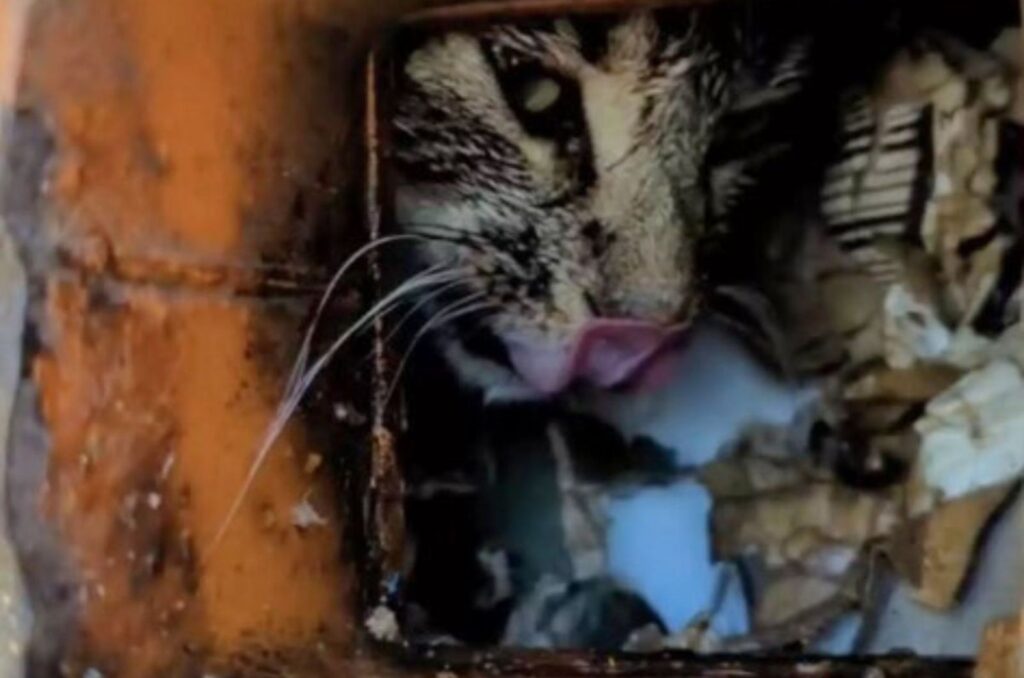 The cat is peeking and licking itself