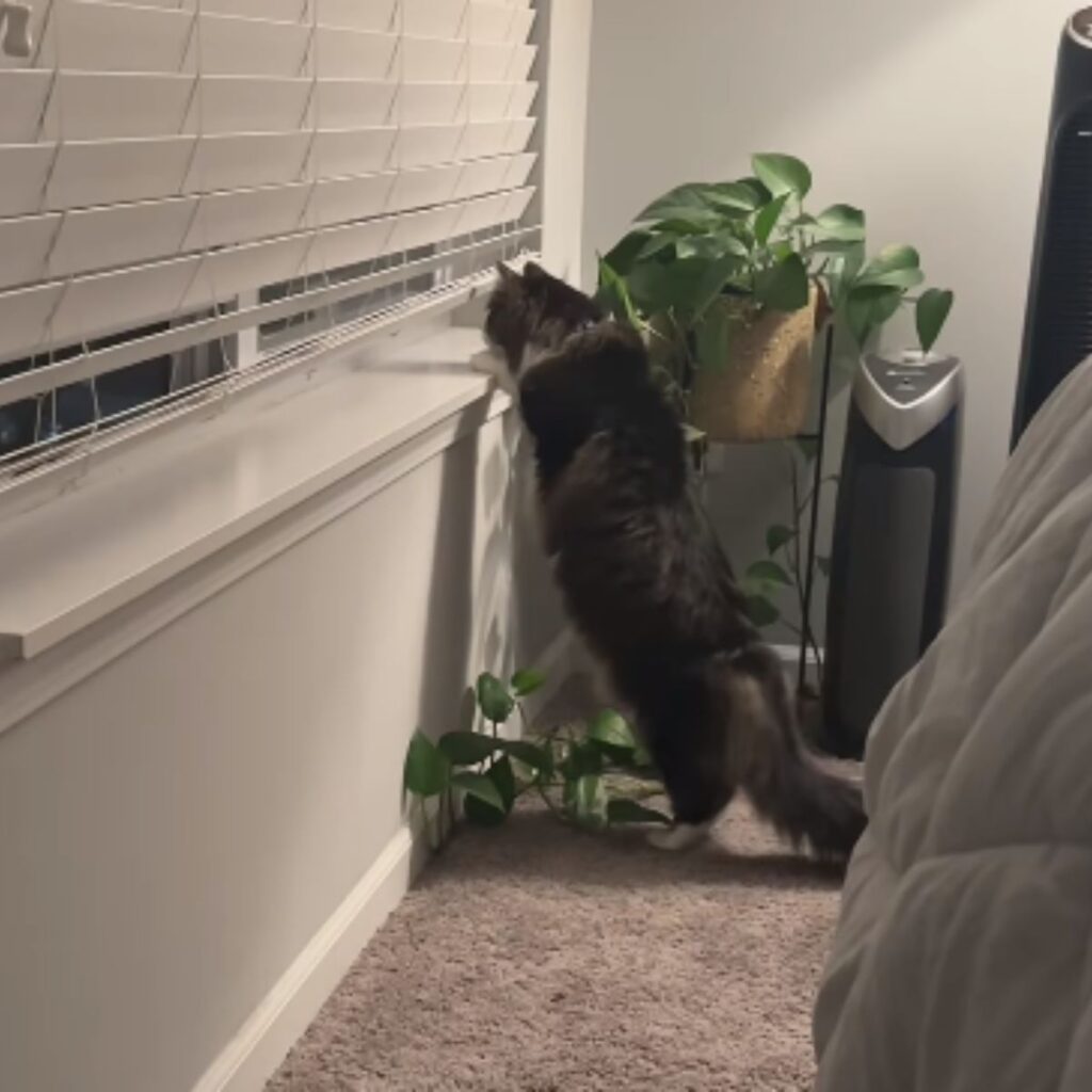 The cat is peeking through the window