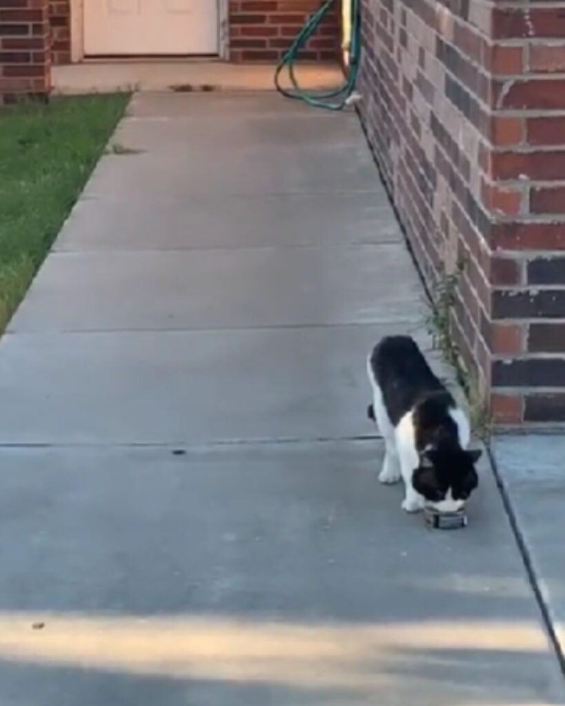 The cat is pushing something in front of it