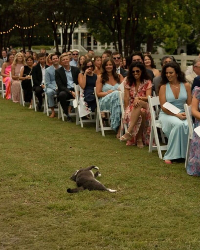 The cat is rolling in the grass