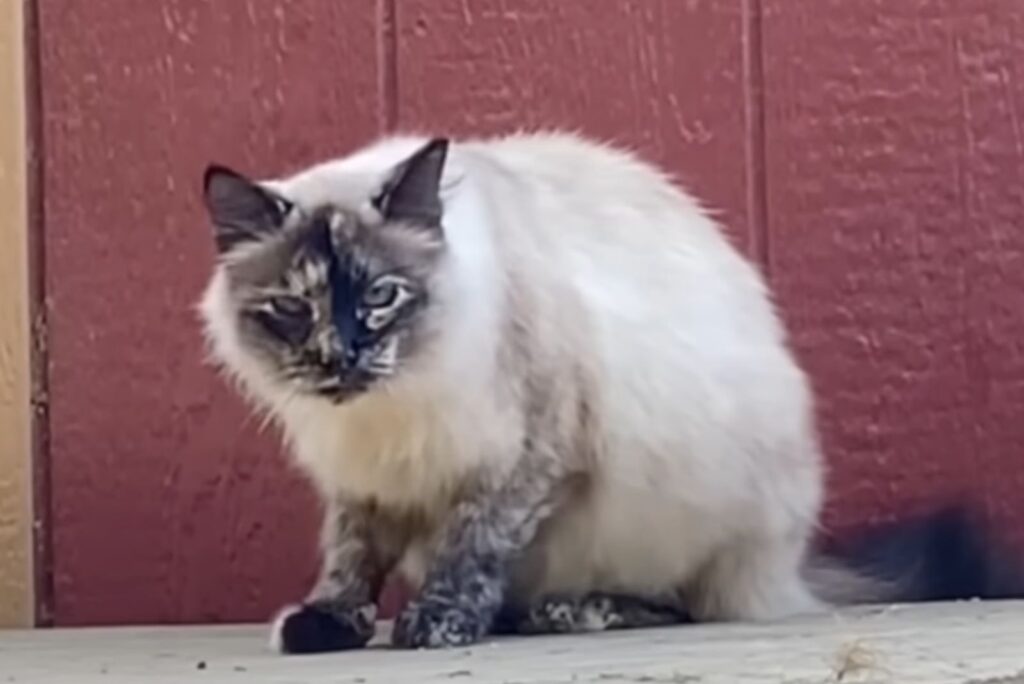 The cat is sitting and purring