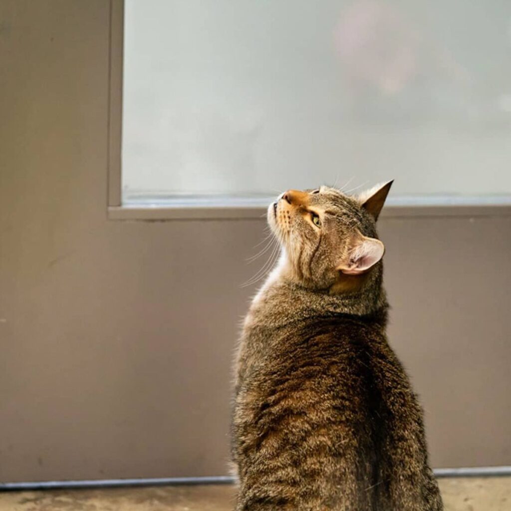 The cat is sitting by the door