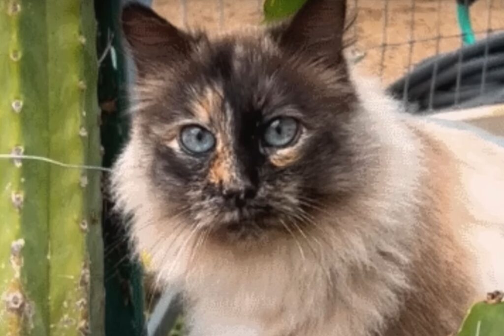 The cat is sitting by the fence