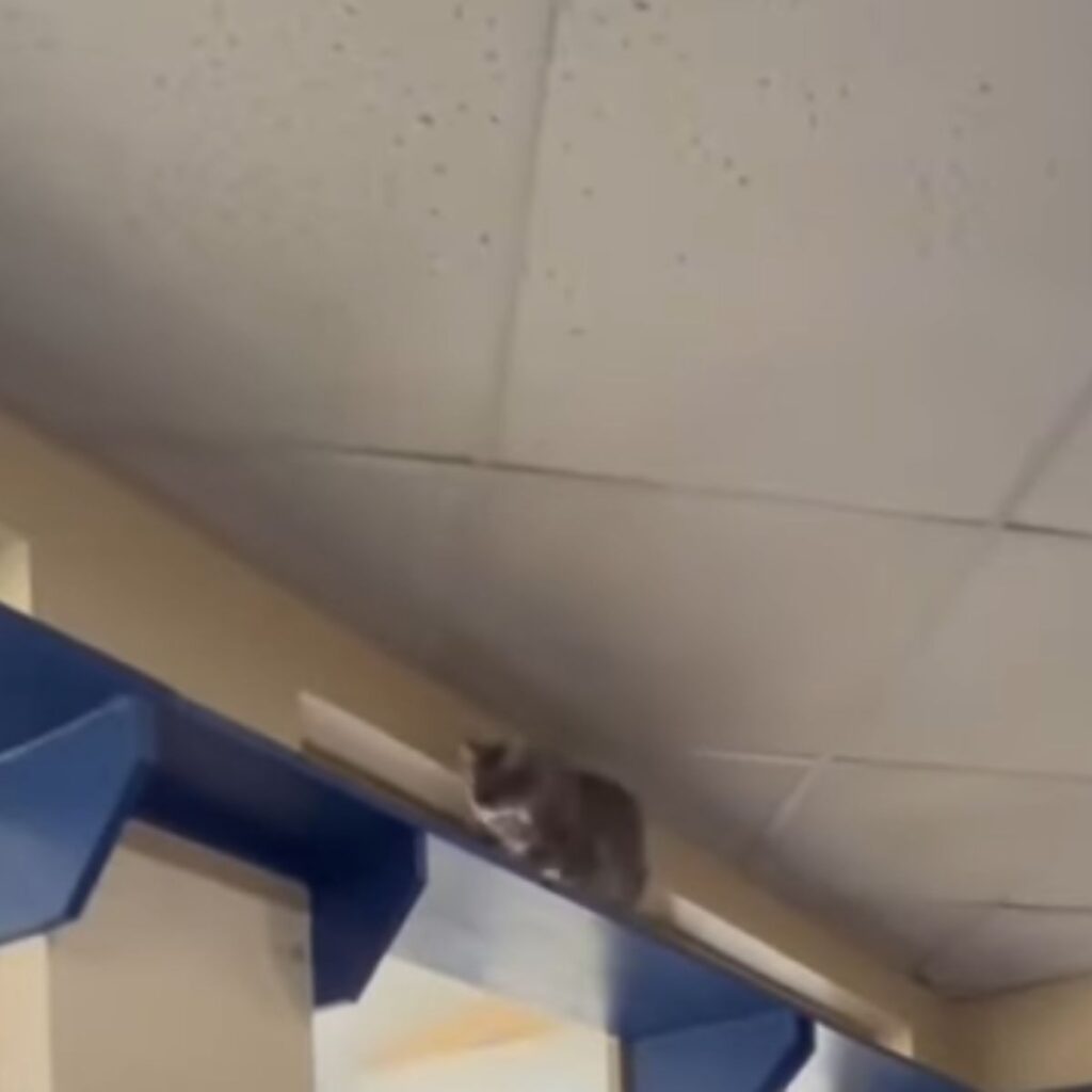 The cat is sitting on a blue shelf