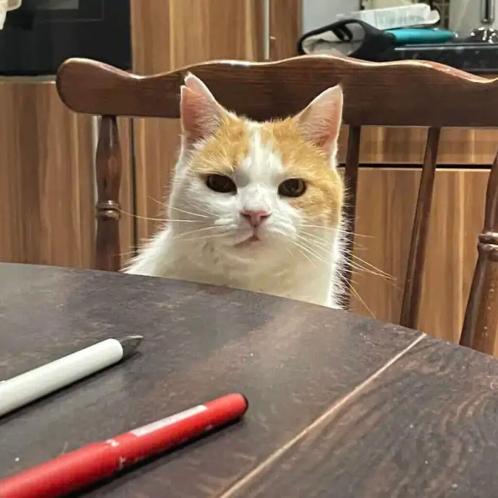 The cat is sitting on a chair