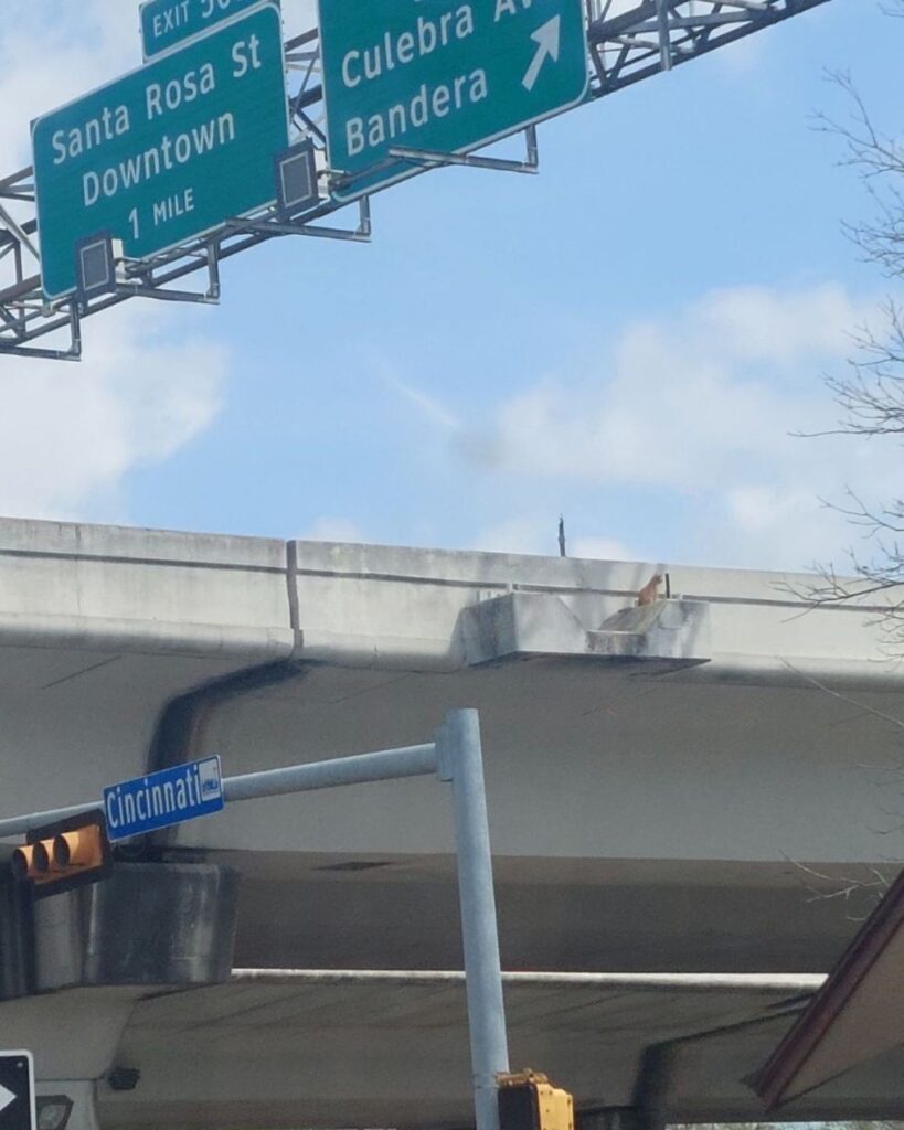 The cat is sitting on the bridge