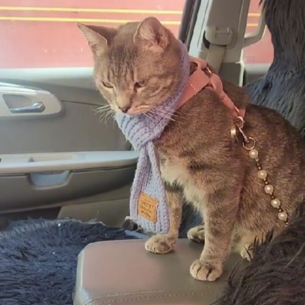 The cat is sitting on the car seat