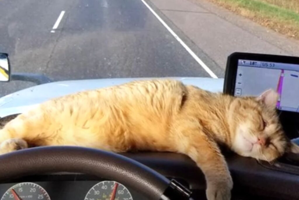 The cat is sleeping in front of the steering wheel