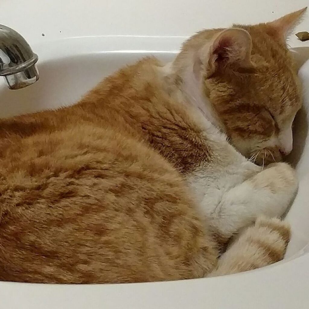 The cat is sleeping in the sink