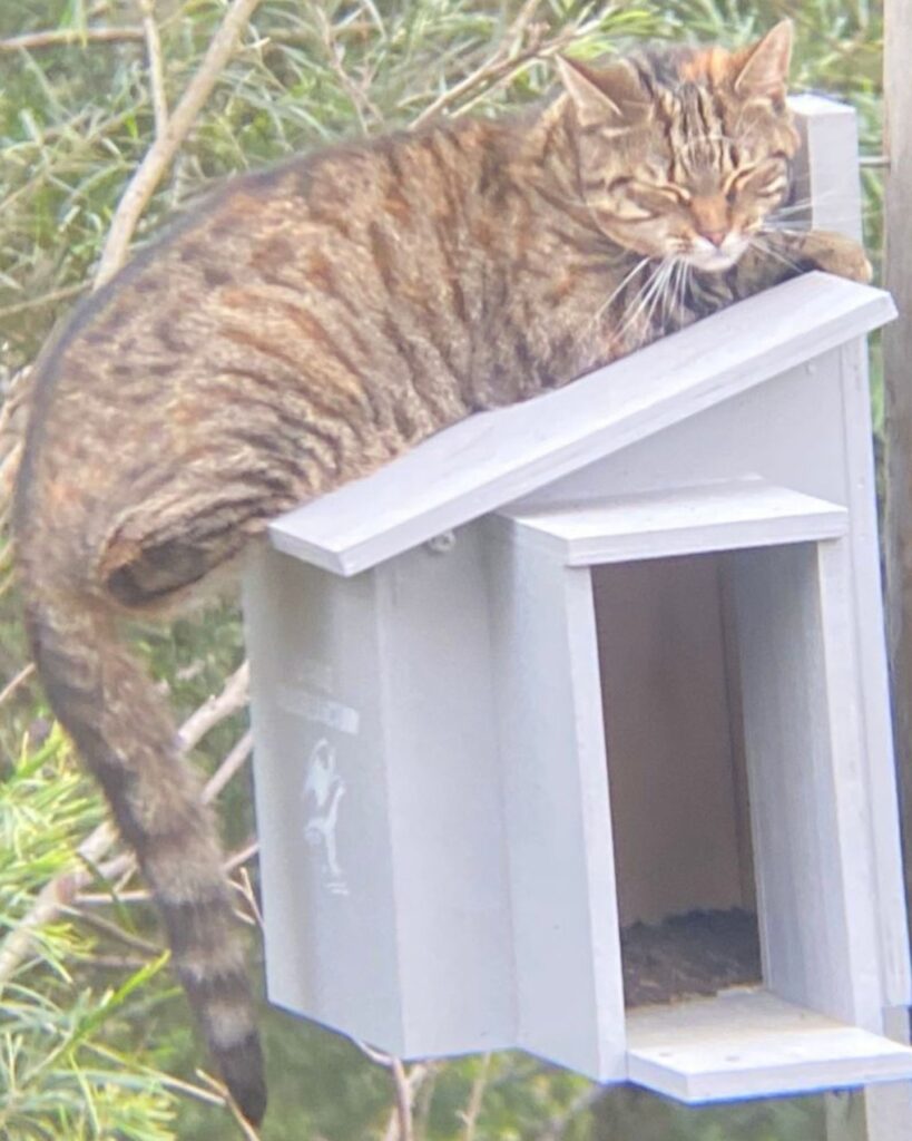 The cat is sleeping on the birdhouse