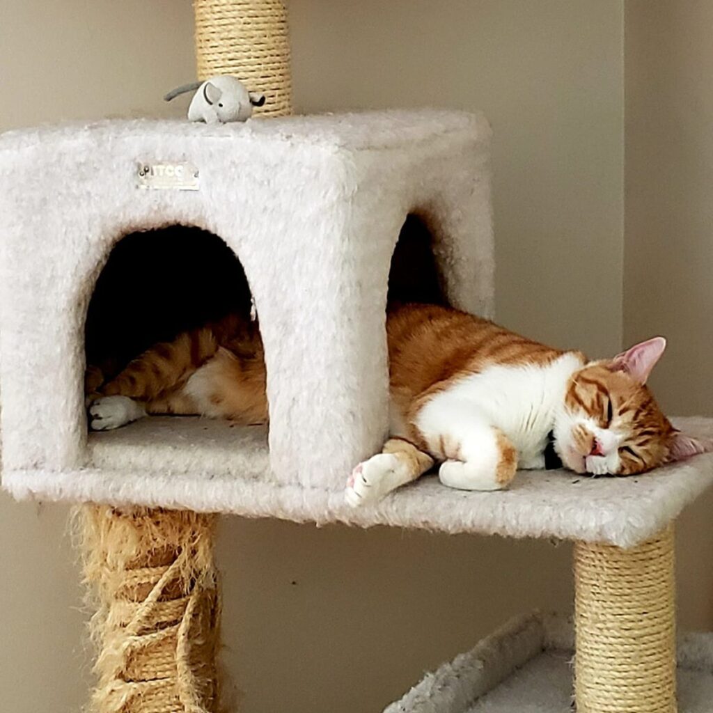 The cat is sleeping on the scratching post