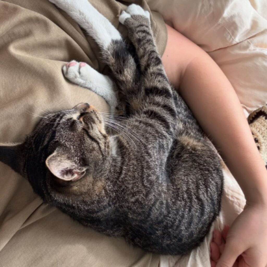 The cat is sleeping on the woman